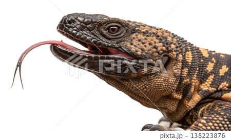 Isolated Gila monster venomous lizard reptile orange yellow. 138223876