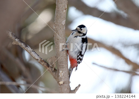 エゾアカゲラ アカゲラ ♀ キツツキ 北海道野鳥 エゾアカゲラ アカゲラ ♀ キツツキ 北海道野鳥 138224144