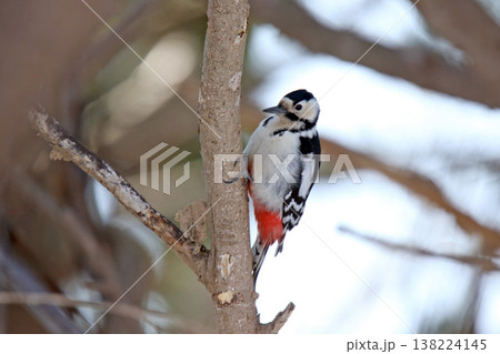 エゾアカゲラ　アカゲラ　♀　キツツキ　北海道野鳥 138224145