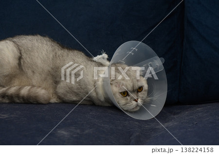Cat relaxes with a cone collar after a visit to the vet in a cozy living room Cat relaxes with a cone collar after a visit to the vet in a cozy living room 138224158