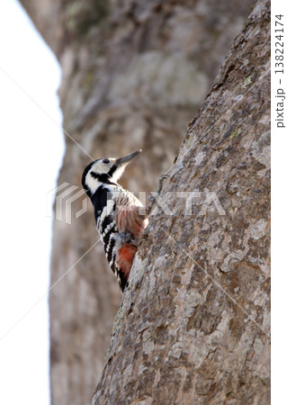 オオアカゲラ、大赤啄木鳥、エゾオオアカゲラ　アカゲラ　北海道野鳥 138224174