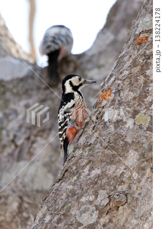 オオアカゲラ、大赤啄木鳥、エゾオオアカゲラ　アカゲラ　北海道野鳥 138224178