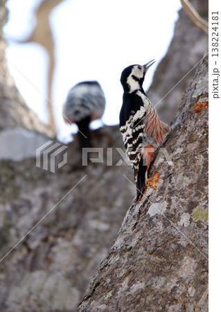 オオアカゲラ、大赤啄木鳥、エゾオオアカゲラ　アカゲラ　北海道野鳥 138224181