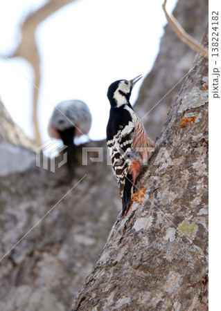 オオアカゲラ、大赤啄木鳥、エゾオオアカゲラ アカゲラ 北海道野鳥 オオアカゲラ、大赤啄木鳥、エゾオオアカゲラ アカゲラ 北海道野鳥 138224182