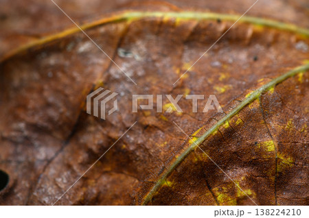 Exploring the intricate textures of autumn leaves in a serene forest setting Exploring the intricate textures of autumn leaves in a serene forest setting 138224210
