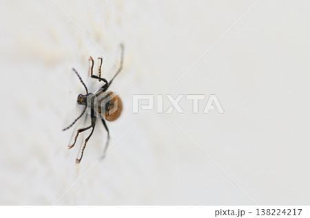 Tiny insect explores a smooth white surface in a home setting during daylight hours 138224217