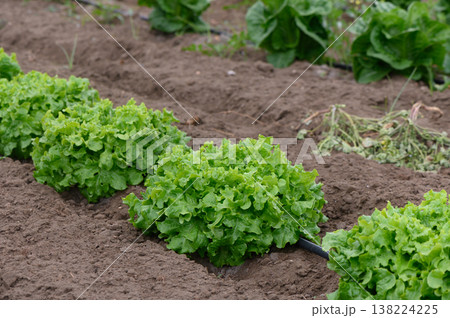 Lush green lettuce thriving under the warm sun in a well-tended garden as the growing season unfolds Lush green lettuce thriving under the warm sun in a well-tended garden as the growing season unfolds 138224225