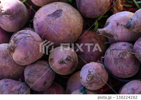 Harvesting fresh purple root vegetables at a vibrant farmers market on a sunny afternoon Harvesting fresh purple root vegetables at a vibrant farmers market on a sunny afternoon 138224282