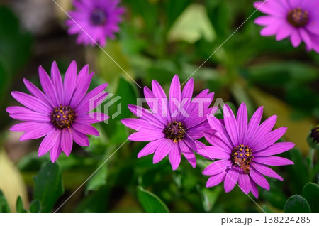 Vibrant purple daisies blossom under the warm sun in a lush garden during early spring 138224285
