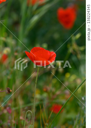 Vibrant red poppy sways gently in the breeze amidst a lush green meadow during a sunny afternoon in spring Vibrant red poppy sways gently in the breeze amidst a lush green meadow during a sunny afternoon in spring 138224345