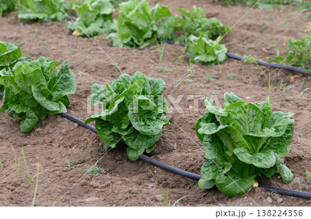 Fresh romaine lettuce thriving in a sunny garden bed during the summer harvest season Fresh romaine lettuce thriving in a sunny garden bed during the summer harvest season 138224356