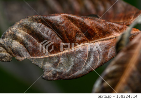 Detailed macro shot of a weathered leaf displaying rich textures and colors in a natural setting 138224514