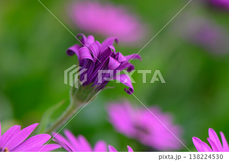Delicate purple petals unfold, adding vibrant charm to the serene garden setting during a sunny afternoon Delicate purple petals unfold, adding vibrant charm to the serene garden setting during a sunny afternoon 138224530