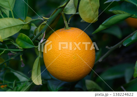 Fresh orange hanging from a vibrant tree branch in a sunny orchard in the early afternoon light Fresh orange hanging from a vibrant tree branch in a sunny orchard in the early afternoon light 138224622