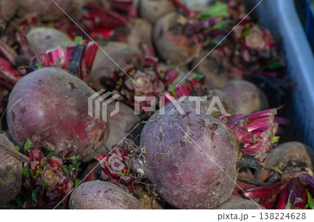 Farmers harvest vibrant beetroots in a sun-soaked field during the early morning hours of late summer Farmers harvest vibrant beetroots in a sun-soaked field during the early morning hours of late summer 138224628