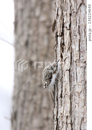 キタキバシリ　キバシリ　きばしり　北海道野鳥 138224649