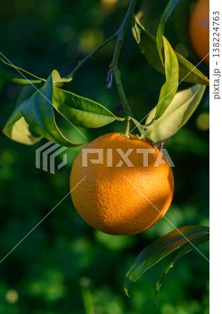 Bright orange fruit hangs from a lush green branch under the warm sunlight Bright orange fruit hangs from a lush green branch under the warm sunlight 138224763