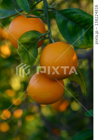 Freshly picked oranges hanging from a lush green tree in a sunny orchard 138224816