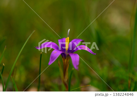 Delicate purple flower blooms amidst lush green grass in serene natural setting Delicate purple flower blooms amidst lush green grass in serene natural setting 138224846
