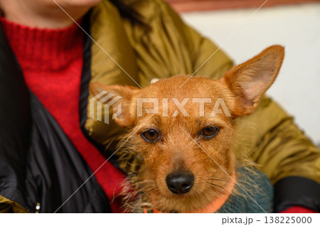 Brown dog relaxes in cozy setting with a person during a chilly afternoon Brown dog relaxes in cozy setting with a person during a chilly afternoon 138225000