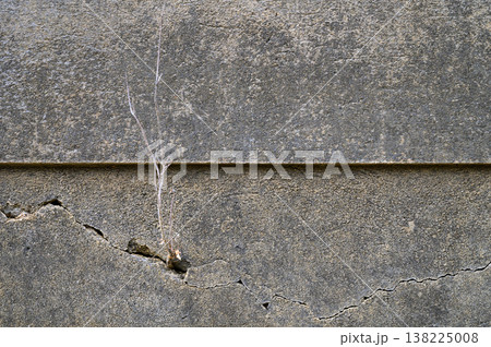 Nature's resilience displayed through a tiny plant growing from a cracked concrete wall Nature's resilience displayed through a tiny plant growing from a cracked concrete wall 138225008