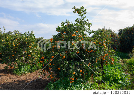 Lush orange grove with ripe fruits under a bright blue sky afternoon sunlight 138225033