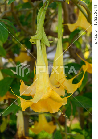 Blossoming yellow flowers hanging gracefully in a vibrant garden setting Blossoming yellow flowers hanging gracefully in a vibrant garden setting 138225048