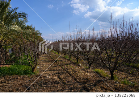 Bare trees line the agricultural field under a bright blue sky in early spring Bare trees line the agricultural field under a bright blue sky in early spring 138225069