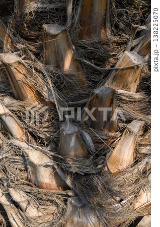 Intricate patterns of palm trunk revealing nature's artistry in a sunlit tropical environment Intricate patterns of palm trunk revealing nature's artistry in a sunlit tropical environment 138225070