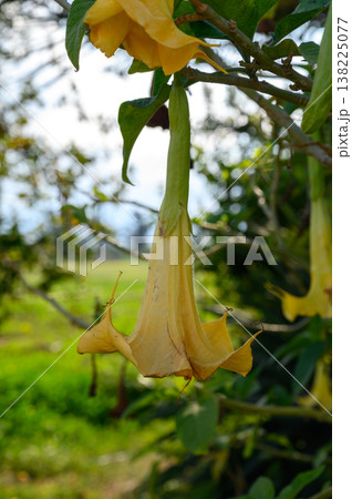 Delicate yellow flower sways gently in the breeze on a sunny afternoon in a lush green landscape Delicate yellow flower sways gently in the breeze on a sunny afternoon in a lush green landscape 138225077