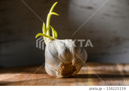 Garlic bulb sprouting in warm sunlight on a rustic wooden table, symbolizing Garlic bulb sprouting in warm sunlight on a rustic wooden table, symbolizing 138225159