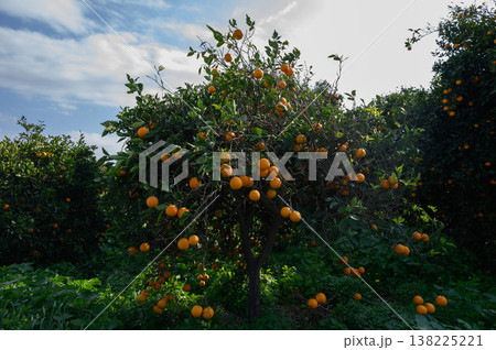 Vibrant orange trees laden with ripe fruit under a blue sky at an orchard 138225221