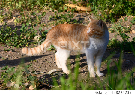 Curious ginger cat exploring a sunlit garden with vibrant green foliage Curious ginger cat exploring a sunlit garden with vibrant green foliage 138225235