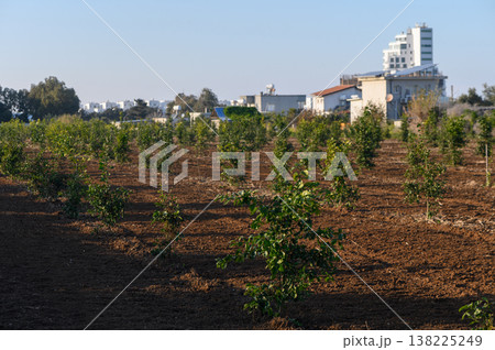 Lush young saplings thrive in sunny fields near a bustling urban landscape 138225249