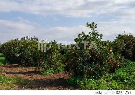 Bright orange trees laden with fruit under a beautiful sky orchard landscape Bright orange trees laden with fruit under a beautiful sky orchard landscape 138225253