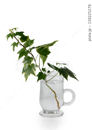 Ivy Branch in Glass Mug with Water Isolated on White Background Ivy Branch in Glass Mug with Water Isolated on White Background 138225278