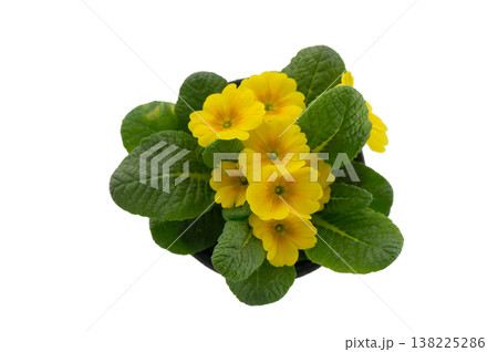Soft Yellow Primula Vulgaris Spring Flower Isolated on White Soft Yellow Primula Vulgaris Spring Flower Isolated on White 138225286