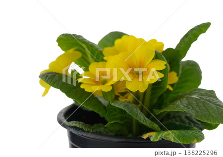 Cluster of Primula Vulgaris Flowers and Leaves Isolated on White Cluster of Primula Vulgaris Flowers and Leaves Isolated on White 138225296