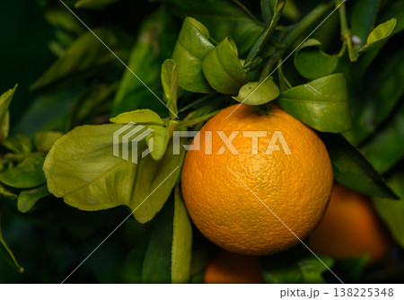 Ripening orange hangs gracefully among vibrant green leaves in a sunlit grove 138225348