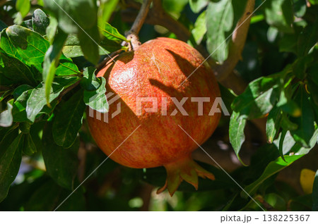 Pomegranate fruit growing on tree branch in Cyprus garden Pomegranate fruit growing on tree branch in Cyprus garden 138225367