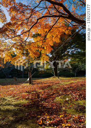 浜松市の鳥羽山公園の紅葉の風景(静岡県) 浜松市の鳥羽山公園の紅葉の風景(静岡県) 138225377