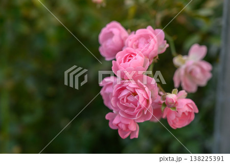 Lush Green Ornamental Shrub of Perfect Spherical Shape in a Garden or Park. Lush Green Ornamental Shrub of Perfect Spherical Shape in a Garden or Park. 138225391