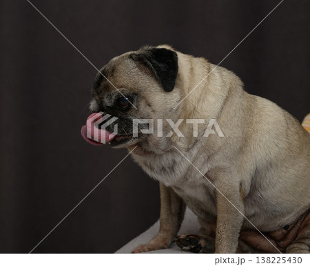 Close-Up Portrait of an Old Pug's Face. Expressive Dark Eyes and Wrinkled Forehead. Close-Up Portrait of an Old Pug's Face. Expressive Dark Eyes and Wrinkled Forehead. 138225430