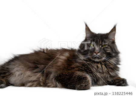 Maine Coon with a Playful or Curious Expression on White Background. Dynamic Portrait. Maine Coon with a Playful or Curious Expression on White Background. Dynamic Portrait. 138225446
