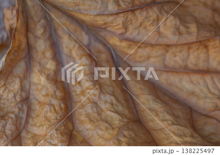 Fragile Texture of Dried Leaf Close-Up 138225497