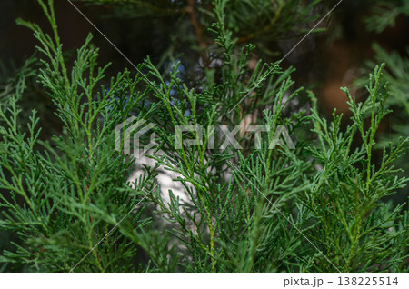 Thuja Tree of Life Branch Close-Up Thuja Tree of Life Branch Close-Up 138225514