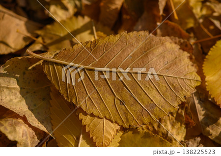 Texture of Fallen Elm Leaves Close-Up 138225523