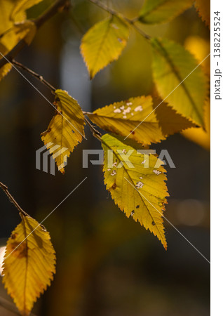 Silhouettes of Autumn Leaves Against Sun 138225524