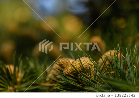 Pine Cones and Needles in Nature 138225542