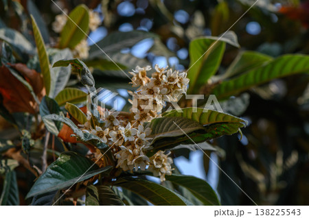 Loquat Flowers in Autumn Georgia 138225543
